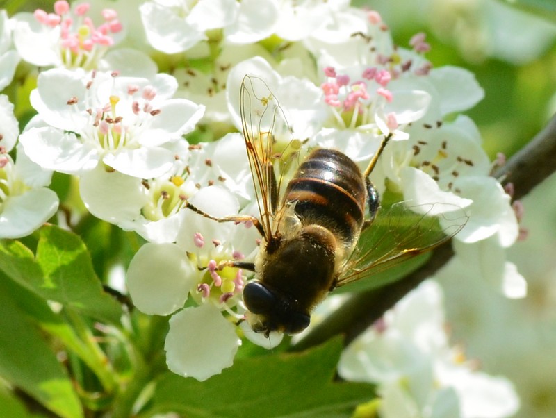 Sirfide?  S, Eristalis tenax, femmina