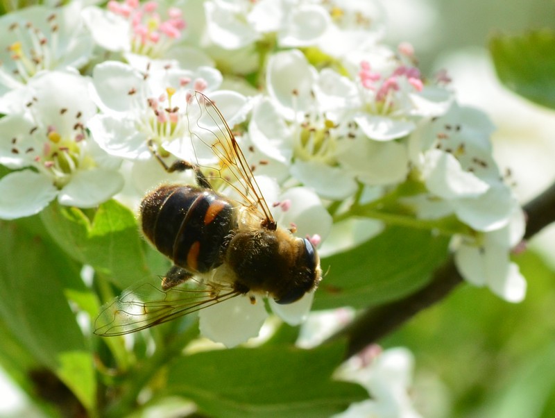 Sirfide?  S, Eristalis tenax, femmina