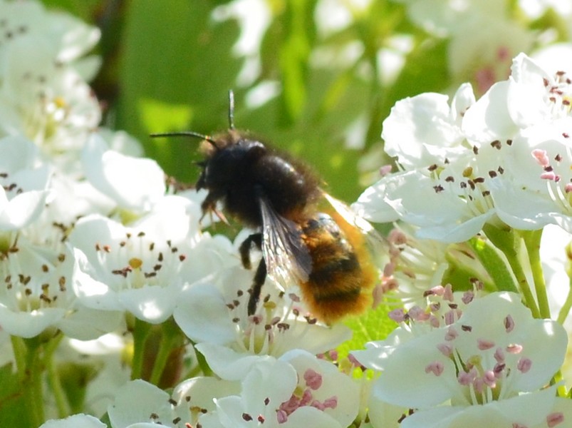 Dittero Sirfide o altro?  No, Imenottero: Osmia cornuta, f (Apidae Megachilinae)