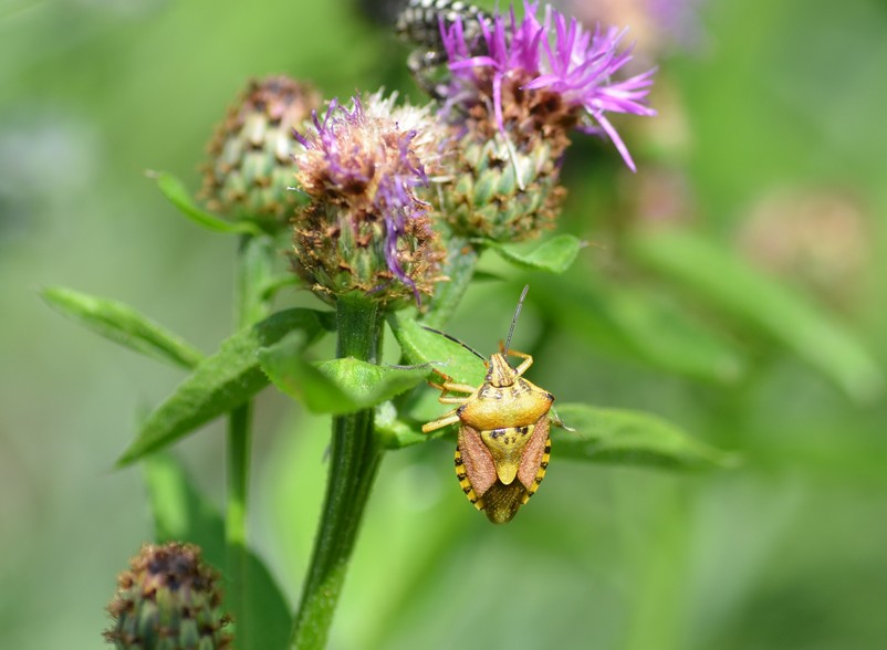 Pentatomidea: Carpocoris purpureipennis