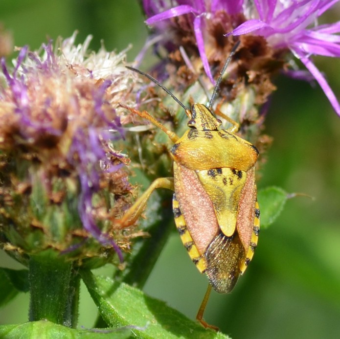 Pentatomidea: Carpocoris purpureipennis