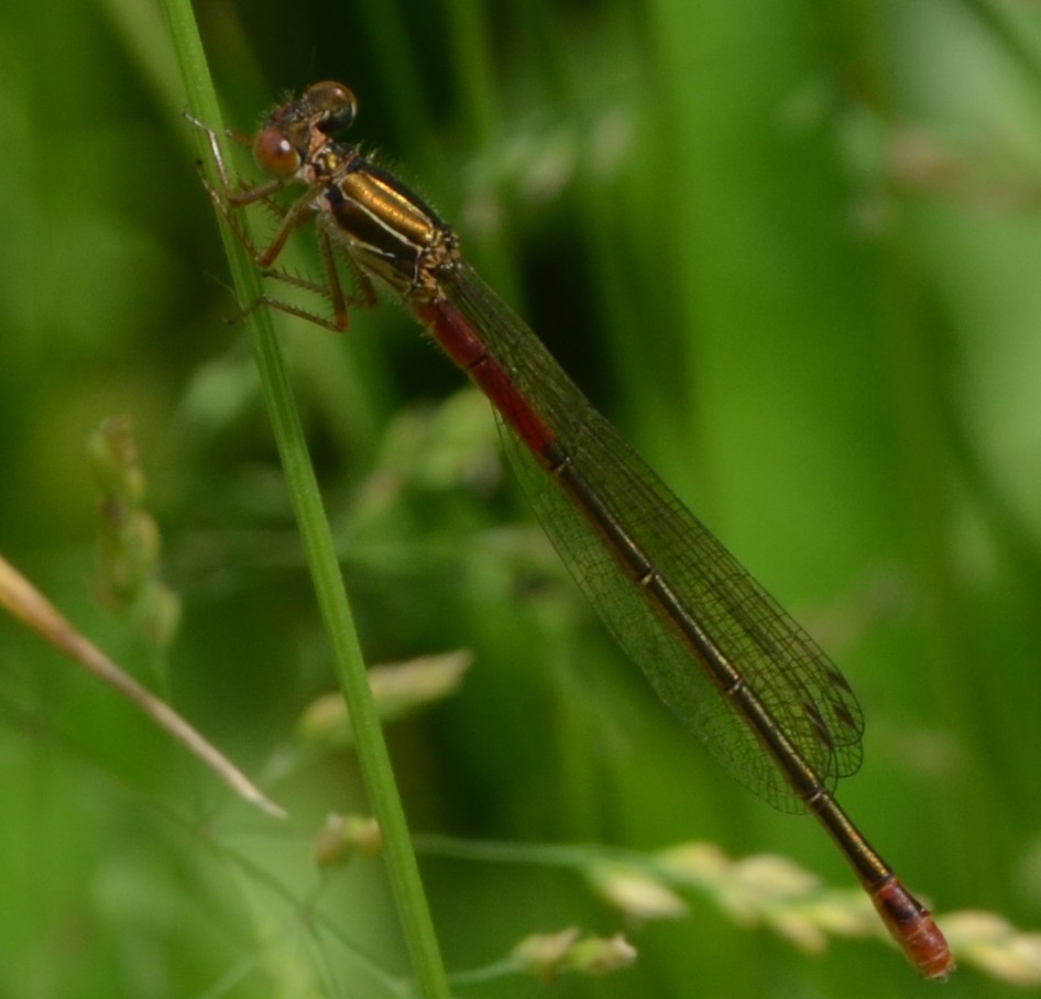 Pyrrhosoma nymphula immaturo? no, Ceriagrion tenellum