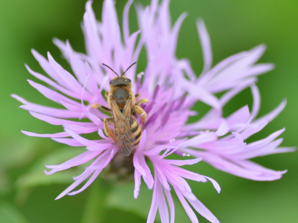 Halictidae: femmina di Halictus scabiosae