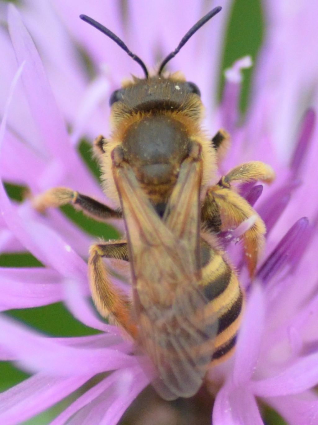 Halictidae: femmina di Halictus scabiosae
