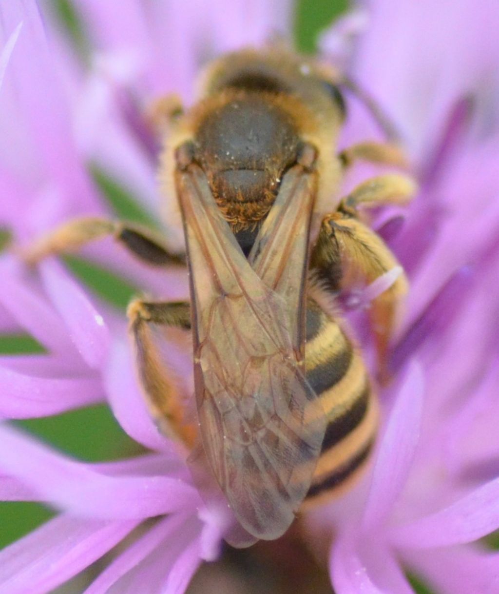 Halictidae: femmina di Halictus scabiosae