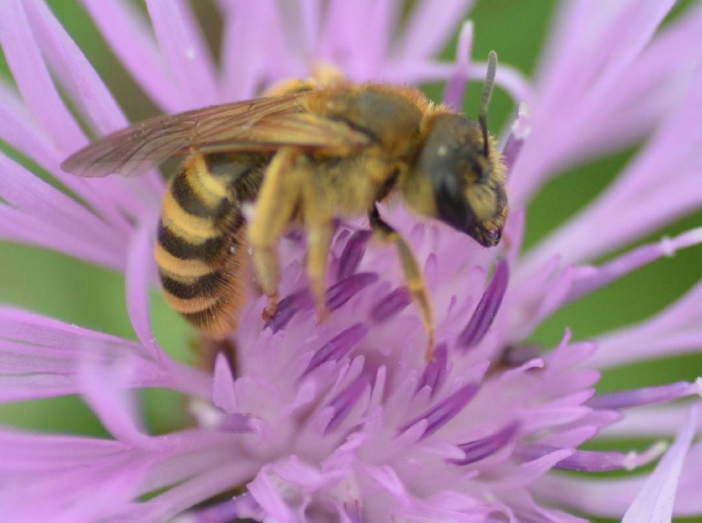 Halictidae: femmina di Halictus scabiosae