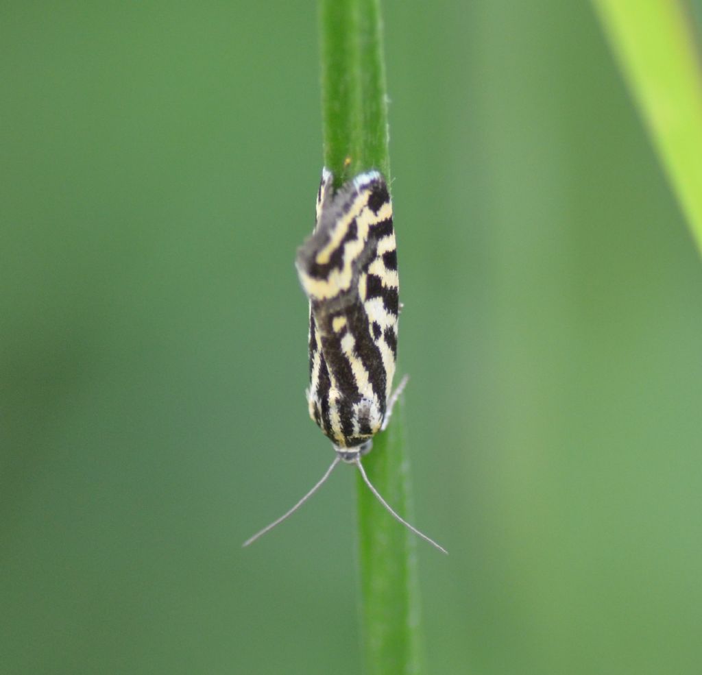 Acontia (Emmelia) trabealis - Noctuidae