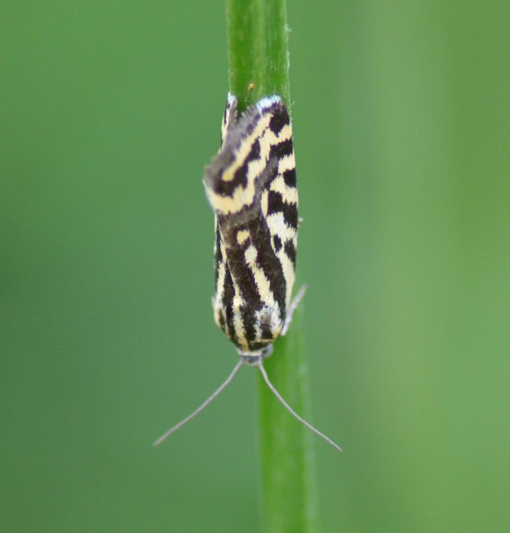 Acontia (Emmelia) trabealis - Noctuidae