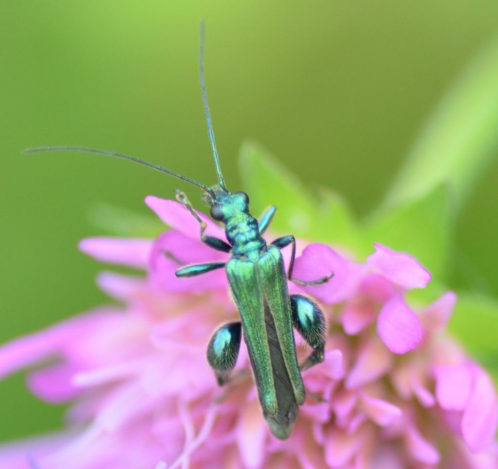 Oedemeridae: maschio di Oedemera nobilis