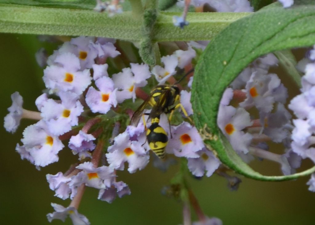 Vespidae Eumeninae: Eumenes mediterraneus