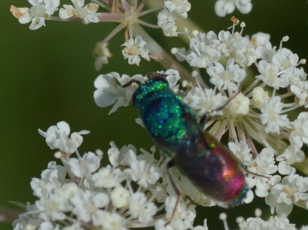 Chrysididae su carota selvatica (3)