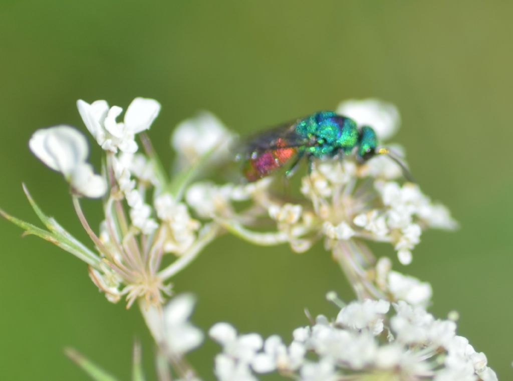 Chrysididae su carota selvatica (3)