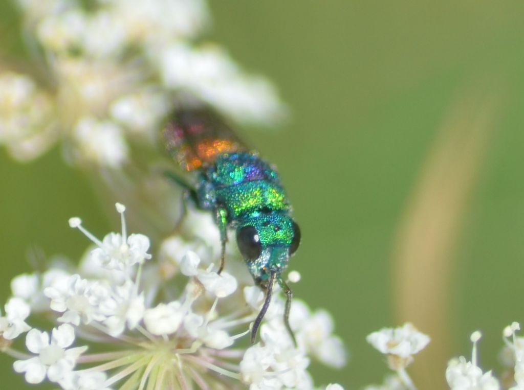 Chrysididae su carota selvatica (3)