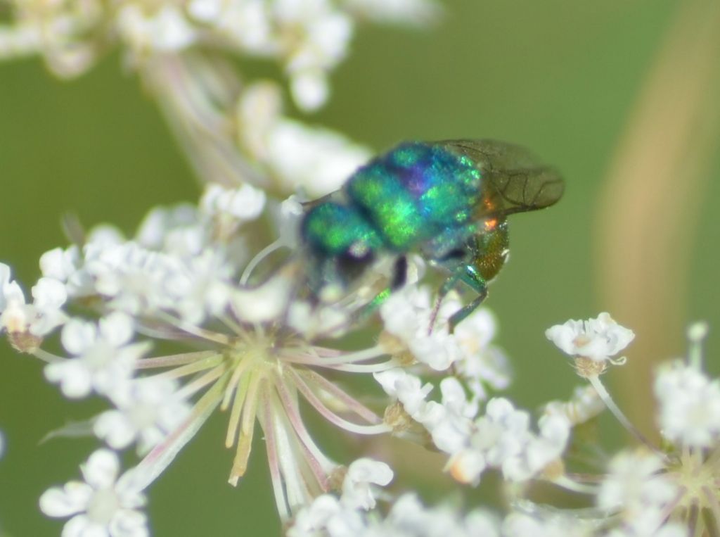 Chrysididae su carota selvatica (3)