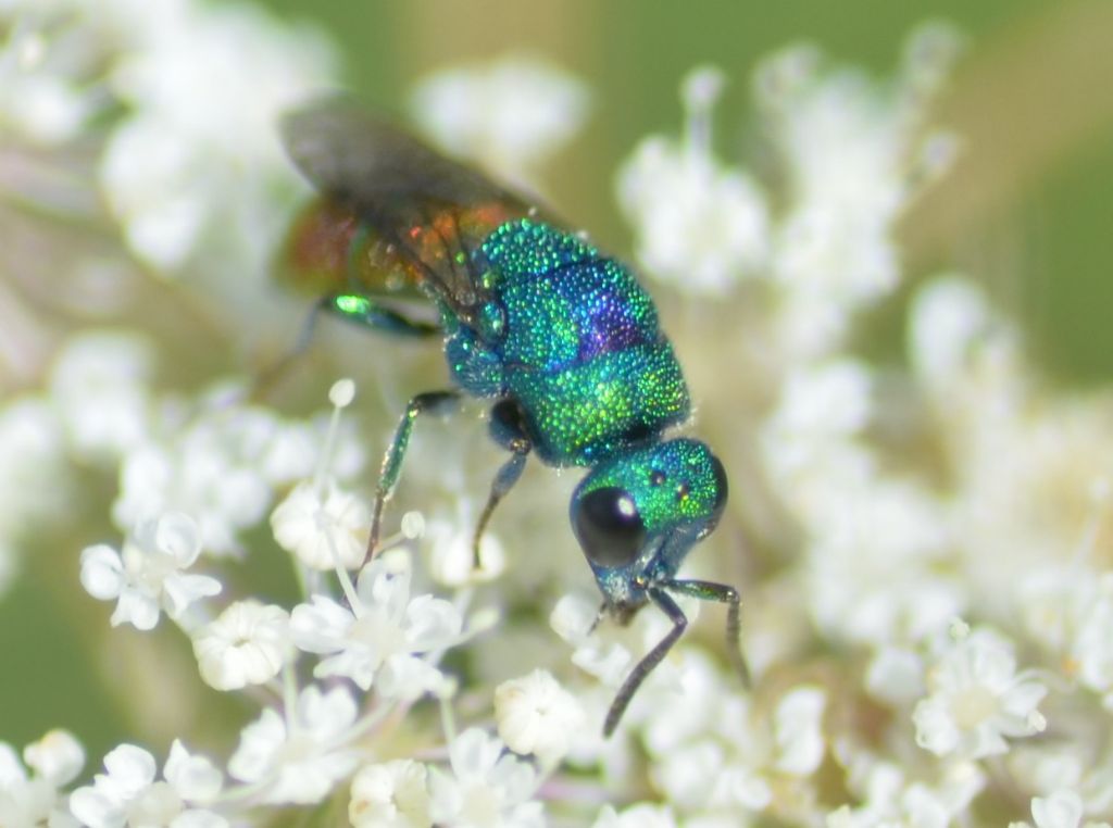 Chrysididae su carota selvatica (3)