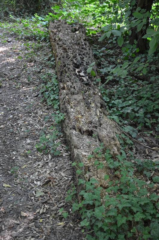 Domanda sulla decomposizione del legno!!!