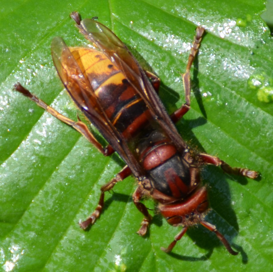 Calabrone Si Regina Di Vespa Crabro Natura Mediterraneo Forum Naturalistico