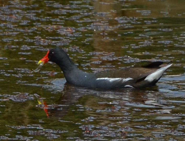 Gallinella d''acqua