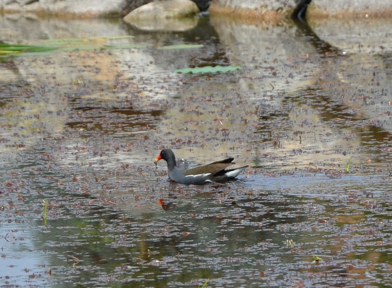 Gallinella d''acqua