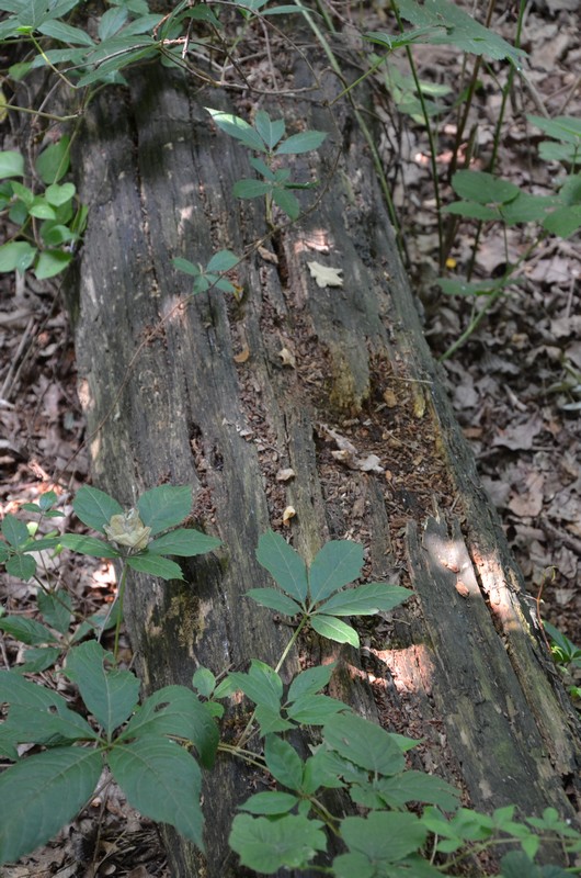 Domanda sulla decomposizione del legno!!!