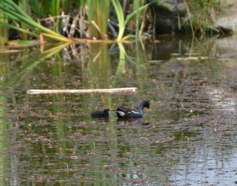 Gallinella d''acqua