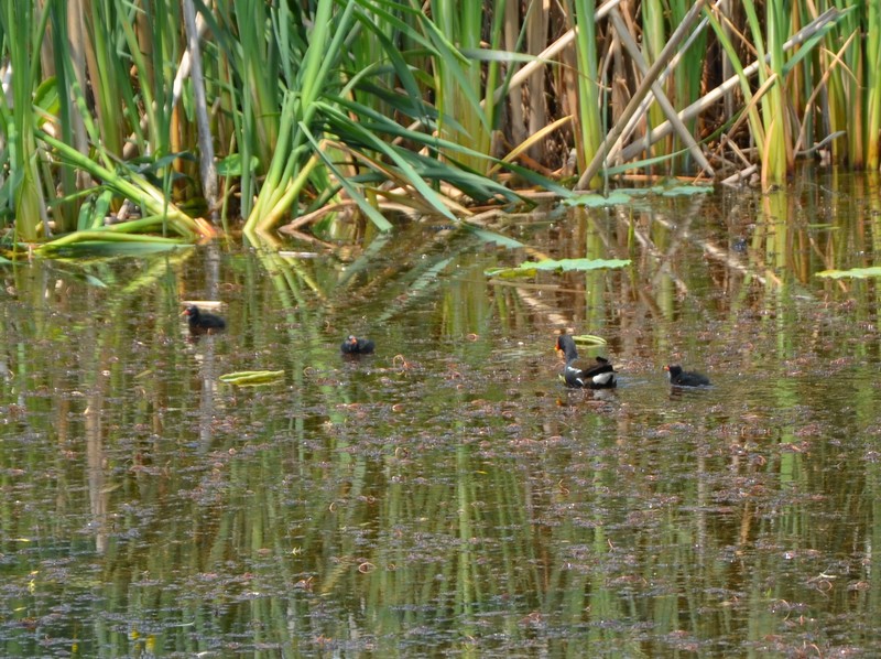 Gallinella d''acqua