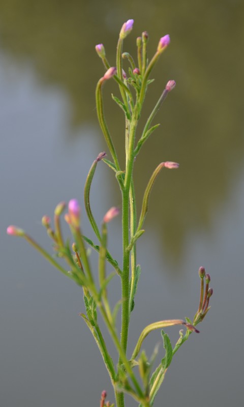 Erba ripariale? Epilobium sp.