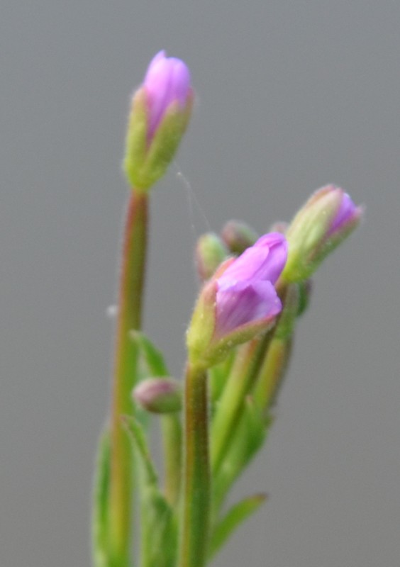 Erba ripariale? Epilobium sp.