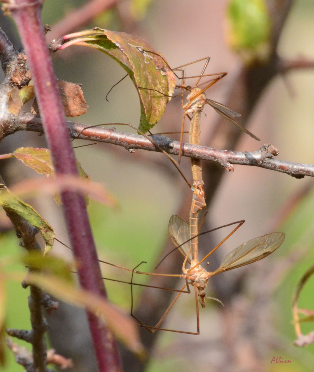 Tipulidae: Tipula sp. in accoppiamento