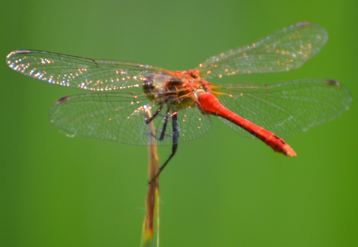 Sympetrum sanguineum