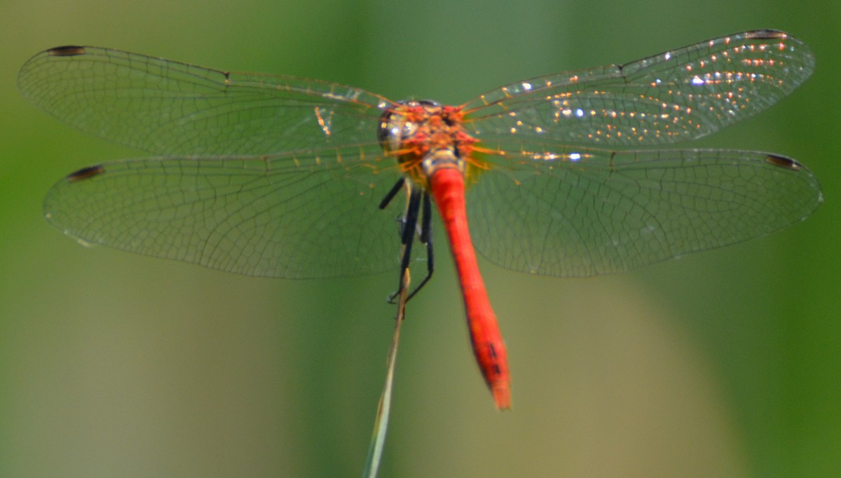 Sympetrum sanguineum