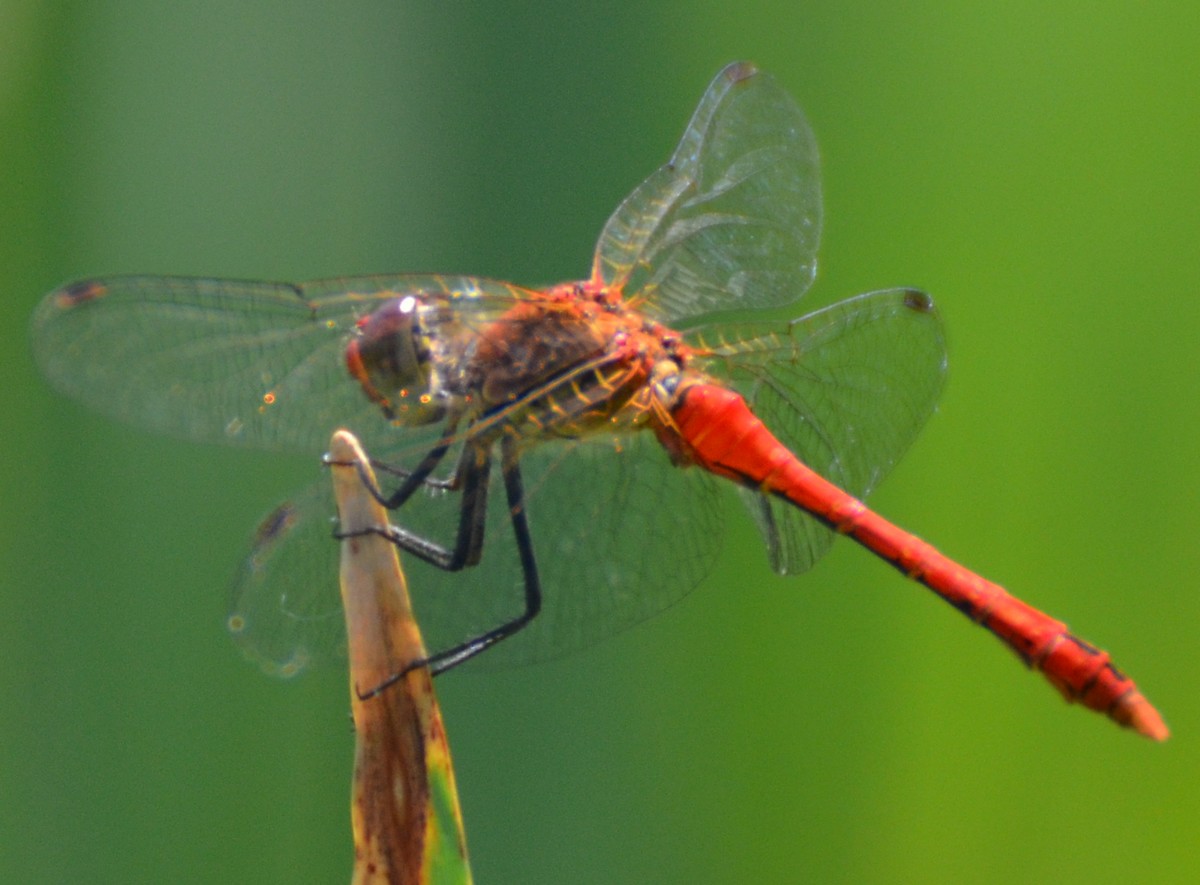 Sympetrum sanguineum