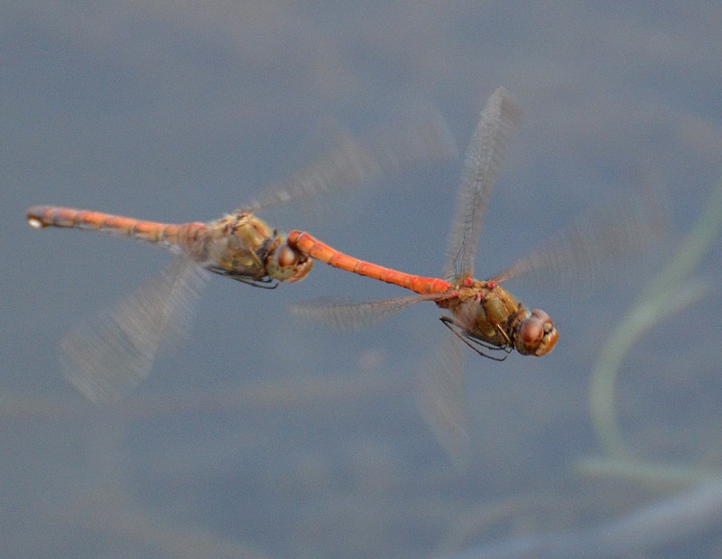 Tandem di Sympetrum striolatum