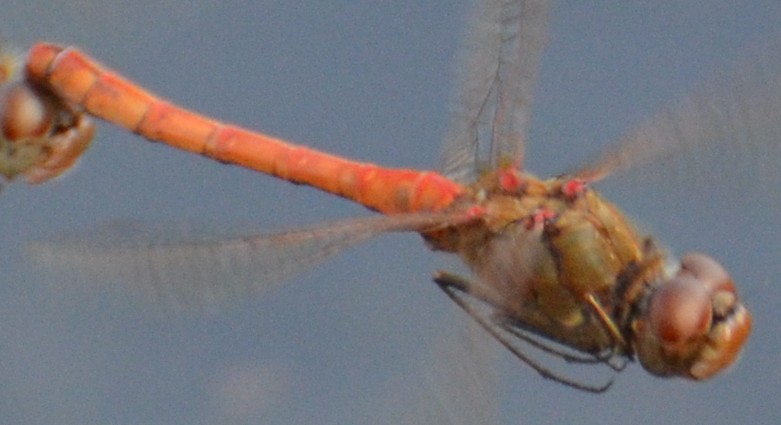 Tandem di Sympetrum striolatum