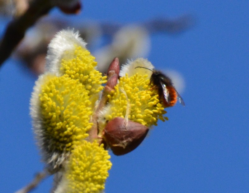 Maschio di Osmia cornuta (Apidae Megachilinae)