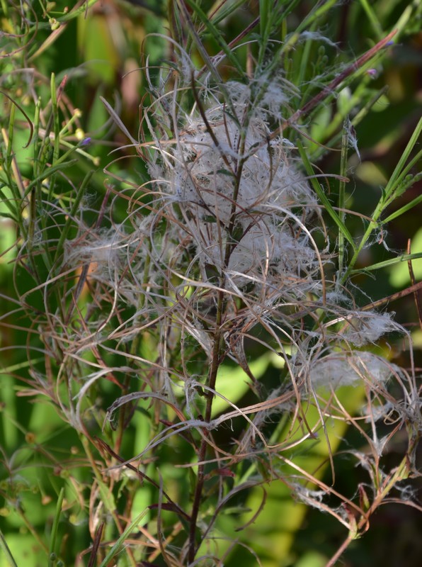 Erba ripariale? Epilobium sp.