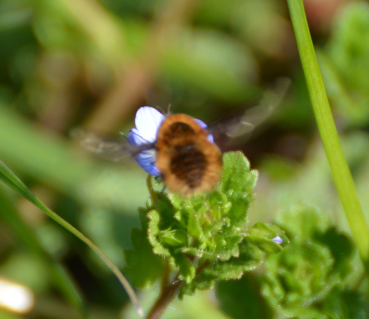 Sirfide? No, Bombyliidae: Bombylius major