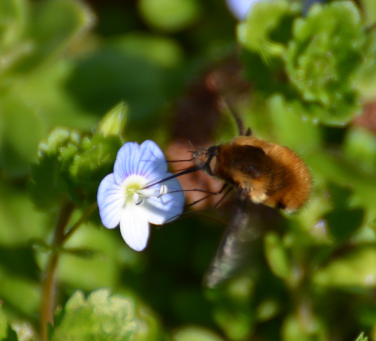 Sirfide? No, Bombyliidae: Bombylius major