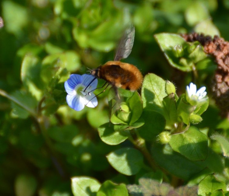 Sirfide? No, Bombyliidae: Bombylius major