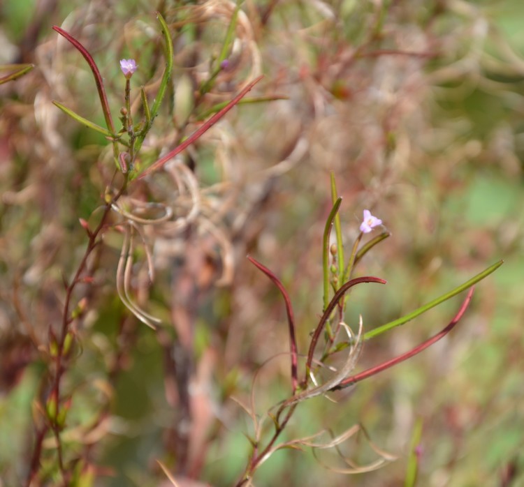 Erba ripariale? Epilobium sp.