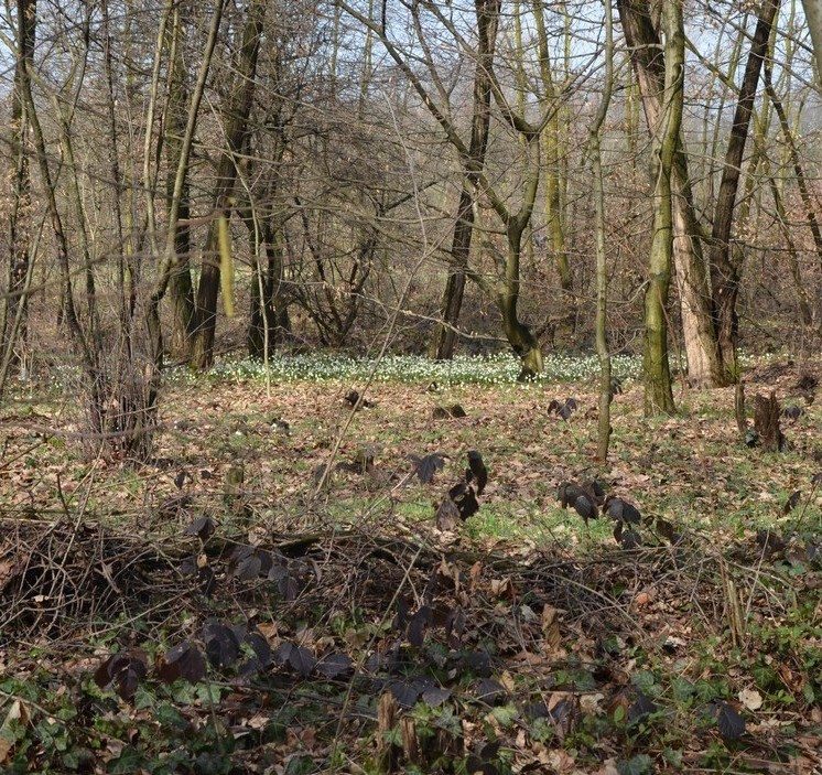 Le campan...elle di Primavera .