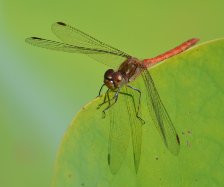 Sympetrum striolatum?