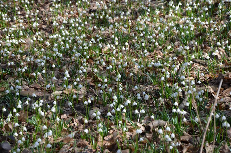 Le campan...elle di Primavera .