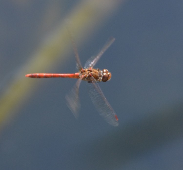 Sympetrum striolatum?