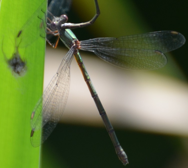 Chalcolestes cfr. viridis