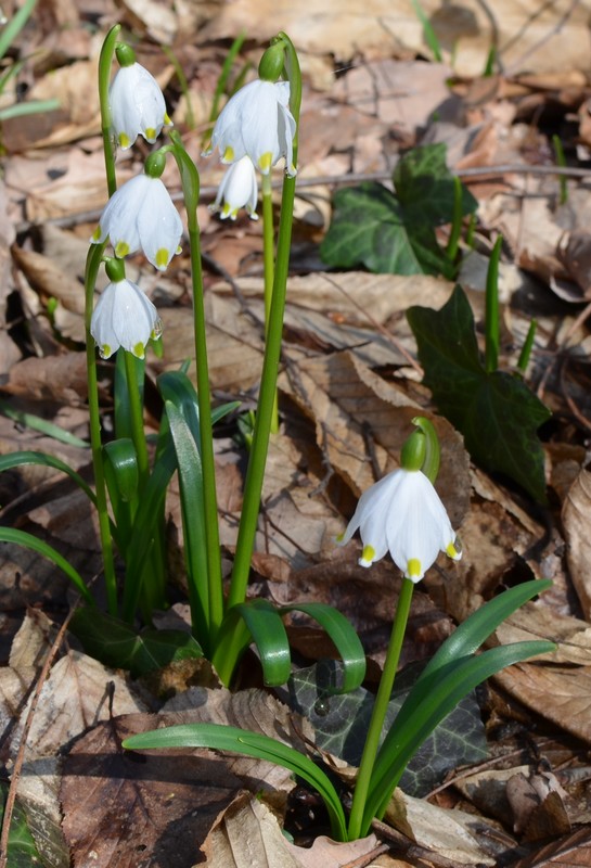 Le campan...elle di Primavera .