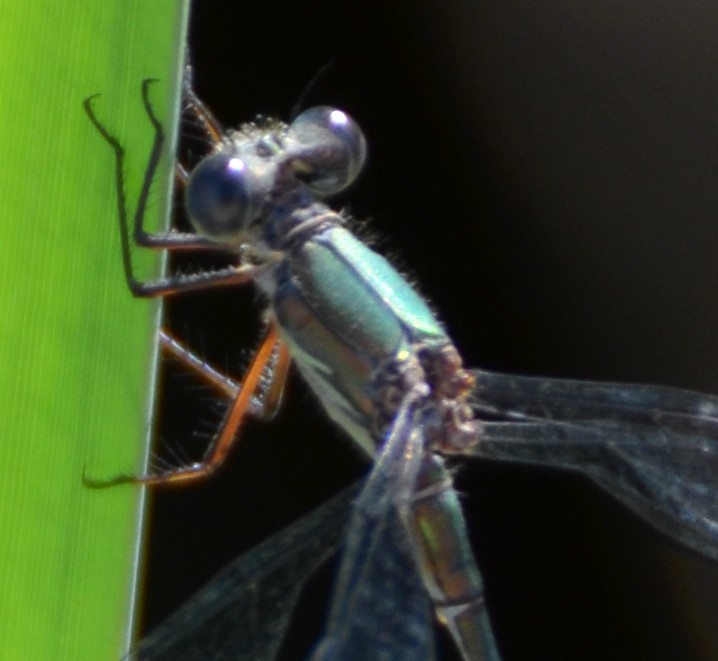 Chalcolestes cfr. viridis