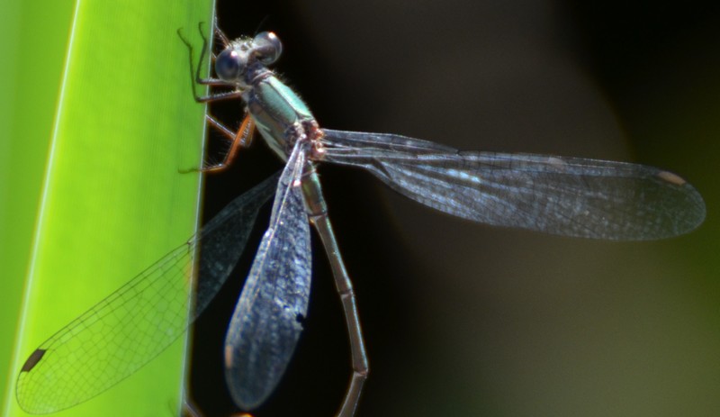 Chalcolestes cfr. viridis