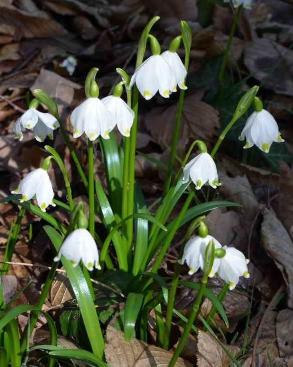 Le campan...elle di Primavera .