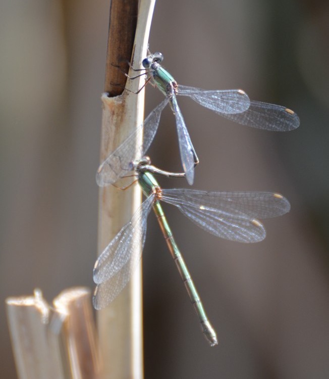 Chalcolestes cfr. viridis